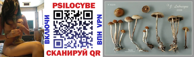 хочу Люберцы Галлюциногенные грибы Psilocybine cubensis
